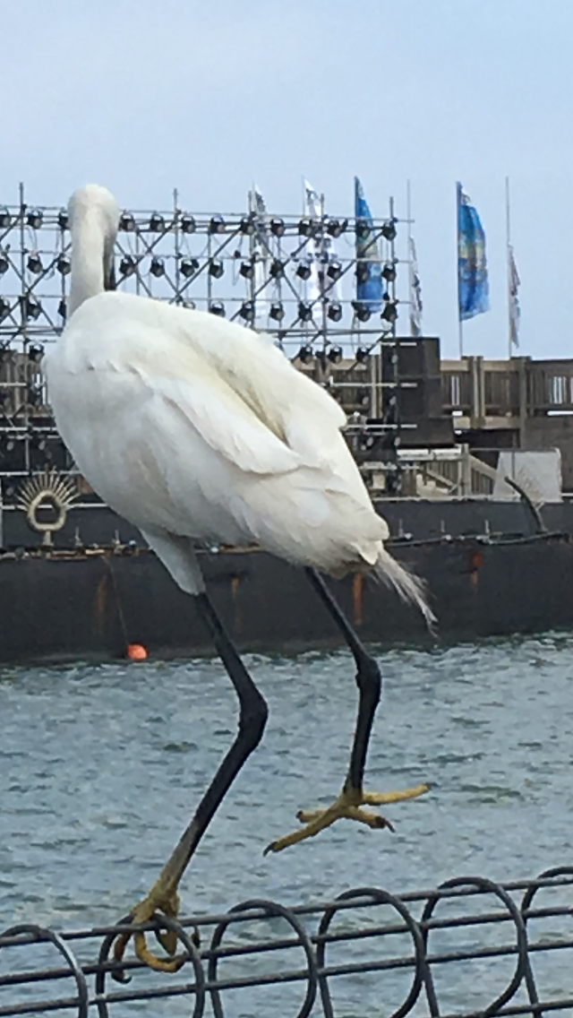 The Little Egret by Shuli Sapir-Nevo Photo and Motto - Illustrated by SHULI SAPIR-NEVO - Ourboox.com