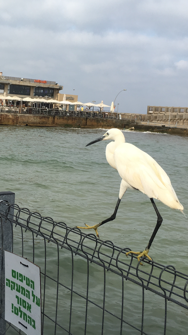 The Little Egret by Shuli Sapir-Nevo Photo and Motto - Illustrated by SHULI SAPIR-NEVO - Ourboox.com