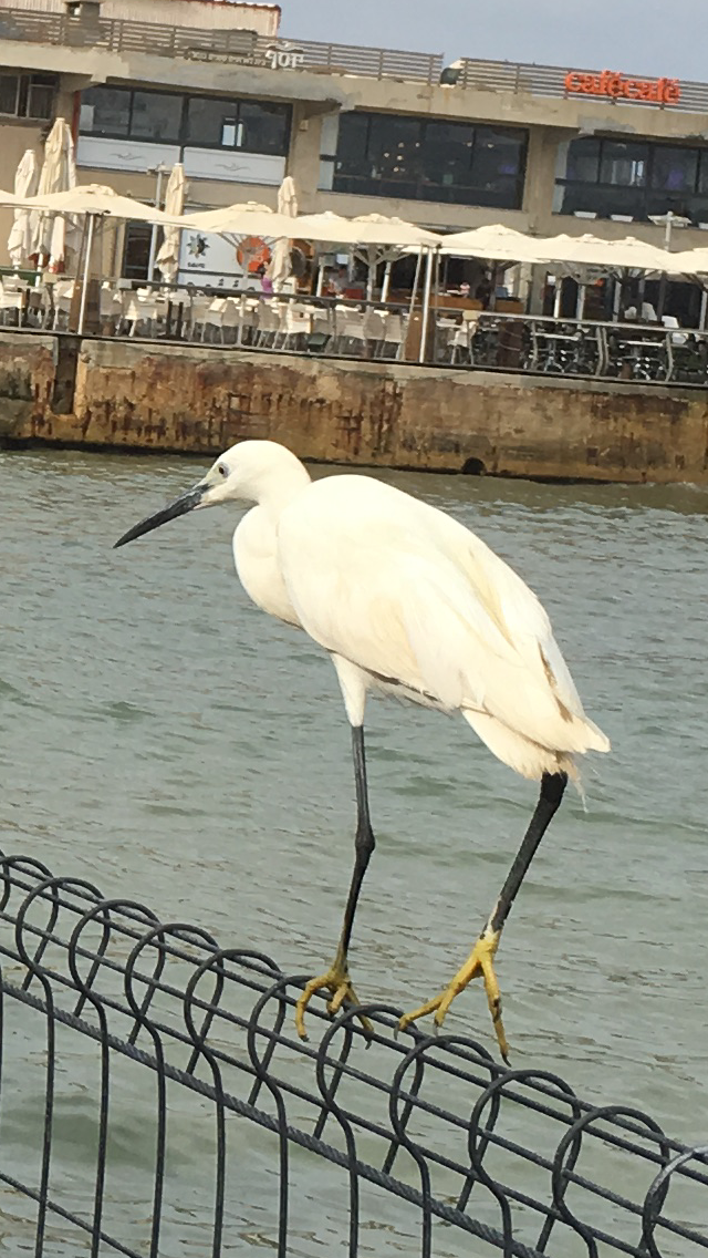 The Little Egret by Shuli Sapir-Nevo Photo and Motto - Illustrated by SHULI SAPIR-NEVO - Ourboox.com