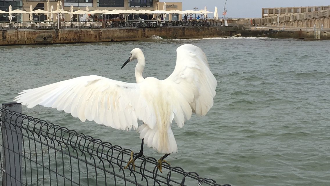 The Little Egret by Shuli Sapir-Nevo Photo and Motto - Illustrated by SHULI SAPIR-NEVO - Ourboox.com