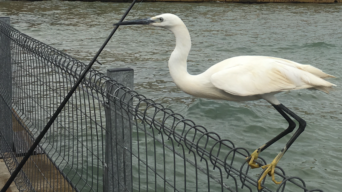 The Little Egret by Shuli Sapir-Nevo Photo and Motto - Illustrated by SHULI SAPIR-NEVO - Ourboox.com
