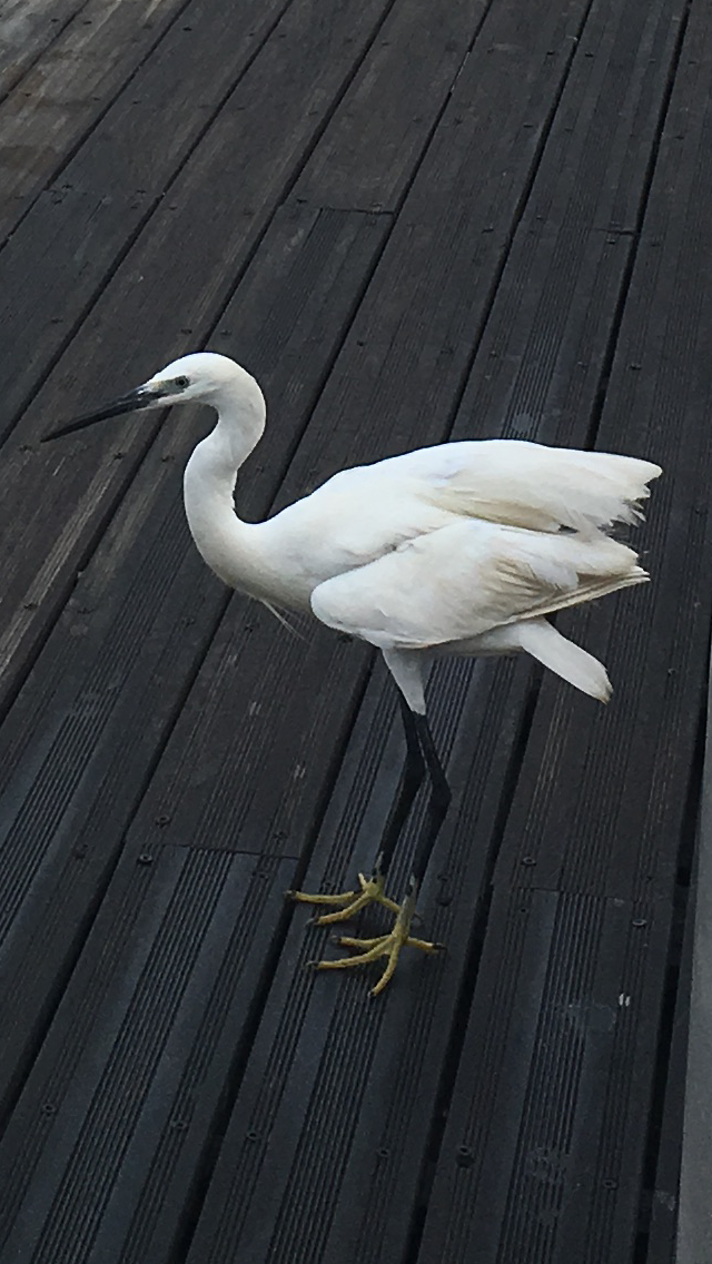The Little Egret by Shuli Sapir-Nevo Photo and Motto - Illustrated by SHULI SAPIR-NEVO - Ourboox.com