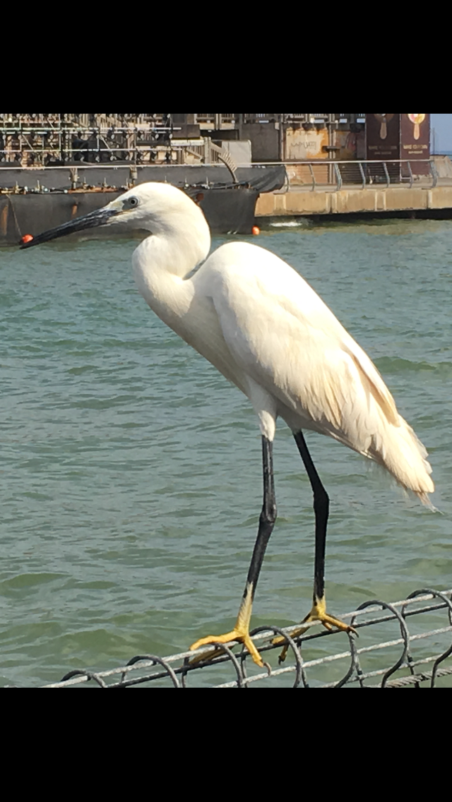 The Little Egret by Shuli Sapir-Nevo Photo and Motto - Illustrated by SHULI SAPIR-NEVO - Ourboox.com