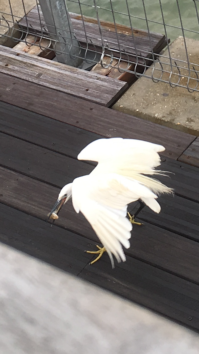 The Little Egret by Shuli Sapir-Nevo Photo and Motto - Illustrated by SHULI SAPIR-NEVO - Ourboox.com