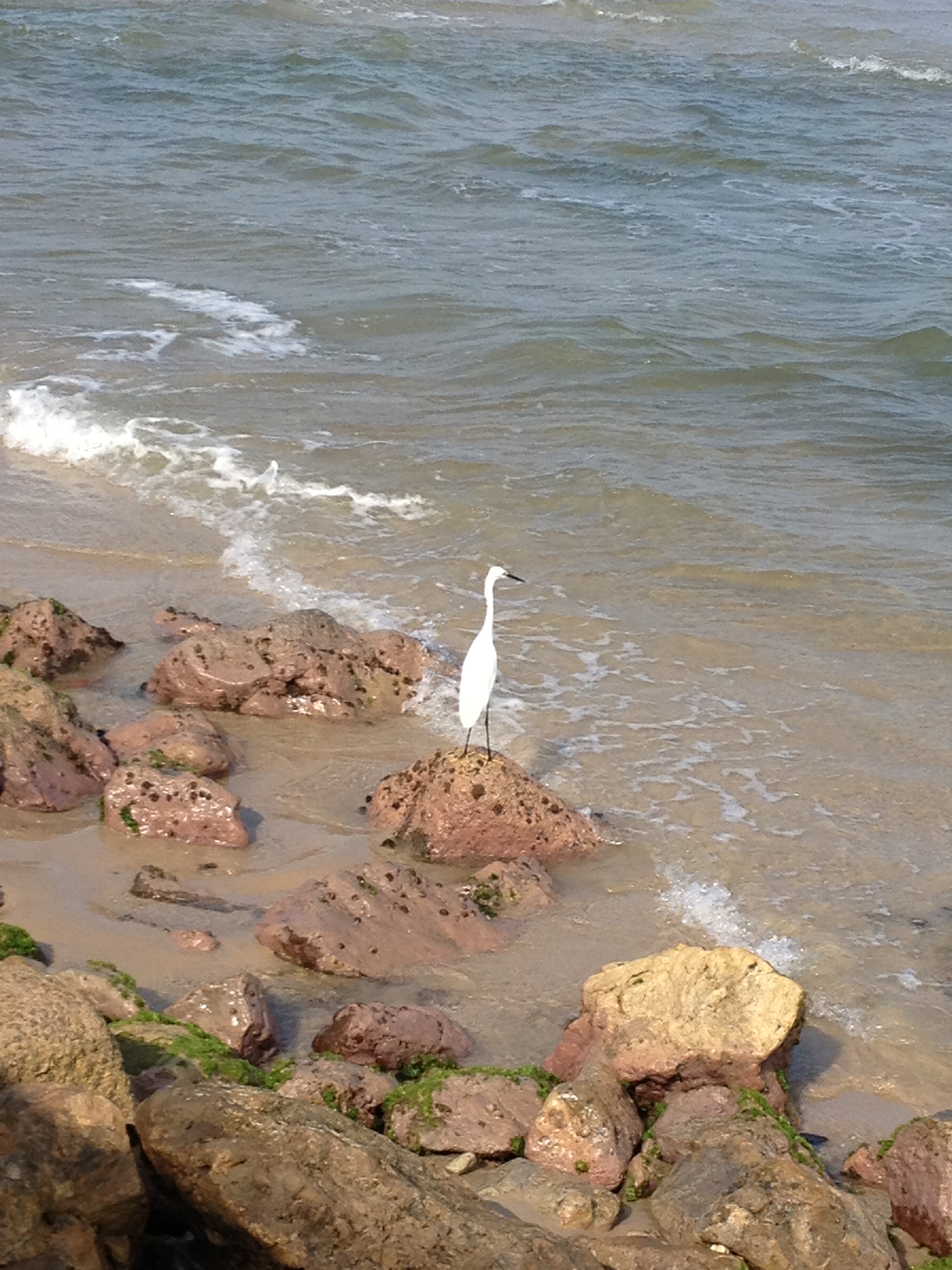 The Little Egret by Shuli Sapir-Nevo Photo and Motto - Illustrated by SHULI SAPIR-NEVO - Ourboox.com