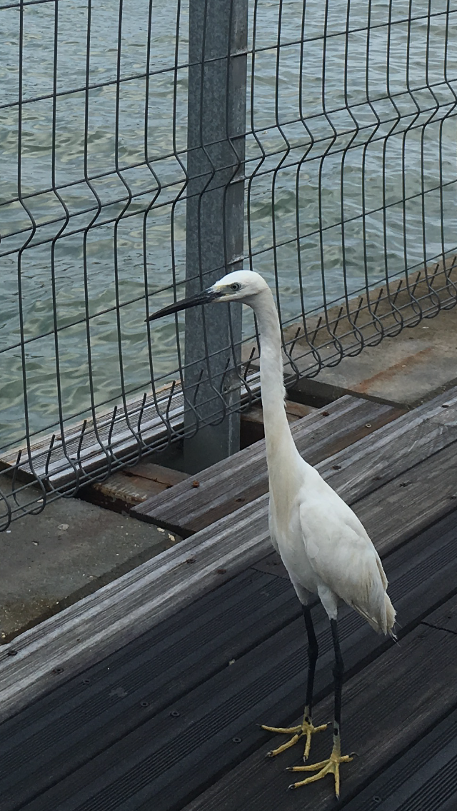 The Little Egret by Shuli Sapir-Nevo Photo and Motto - Illustrated by SHULI SAPIR-NEVO - Ourboox.com