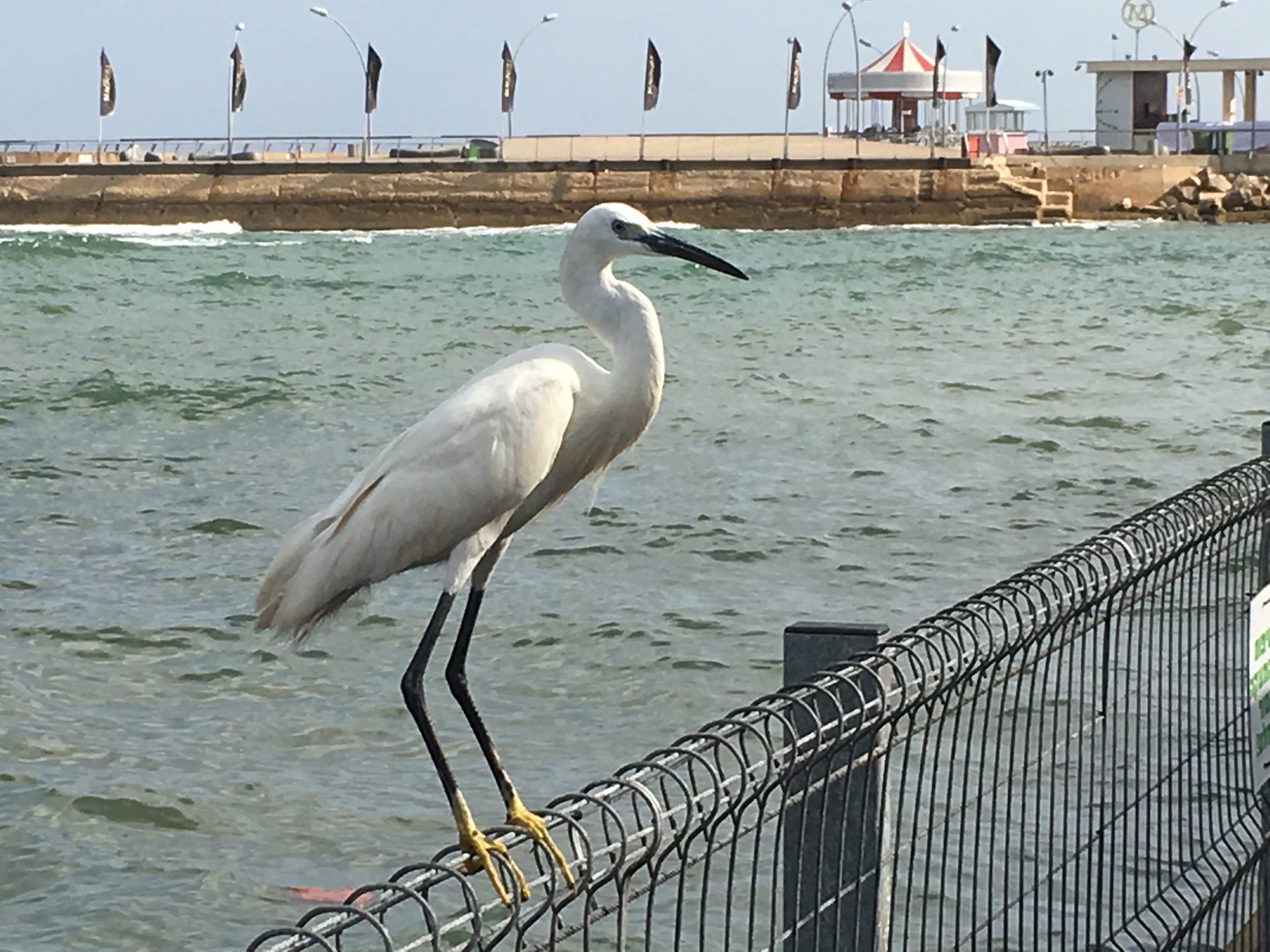The Little Egret by Shuli Sapir-Nevo Photo and Motto - Illustrated by SHULI SAPIR-NEVO - Ourboox.com