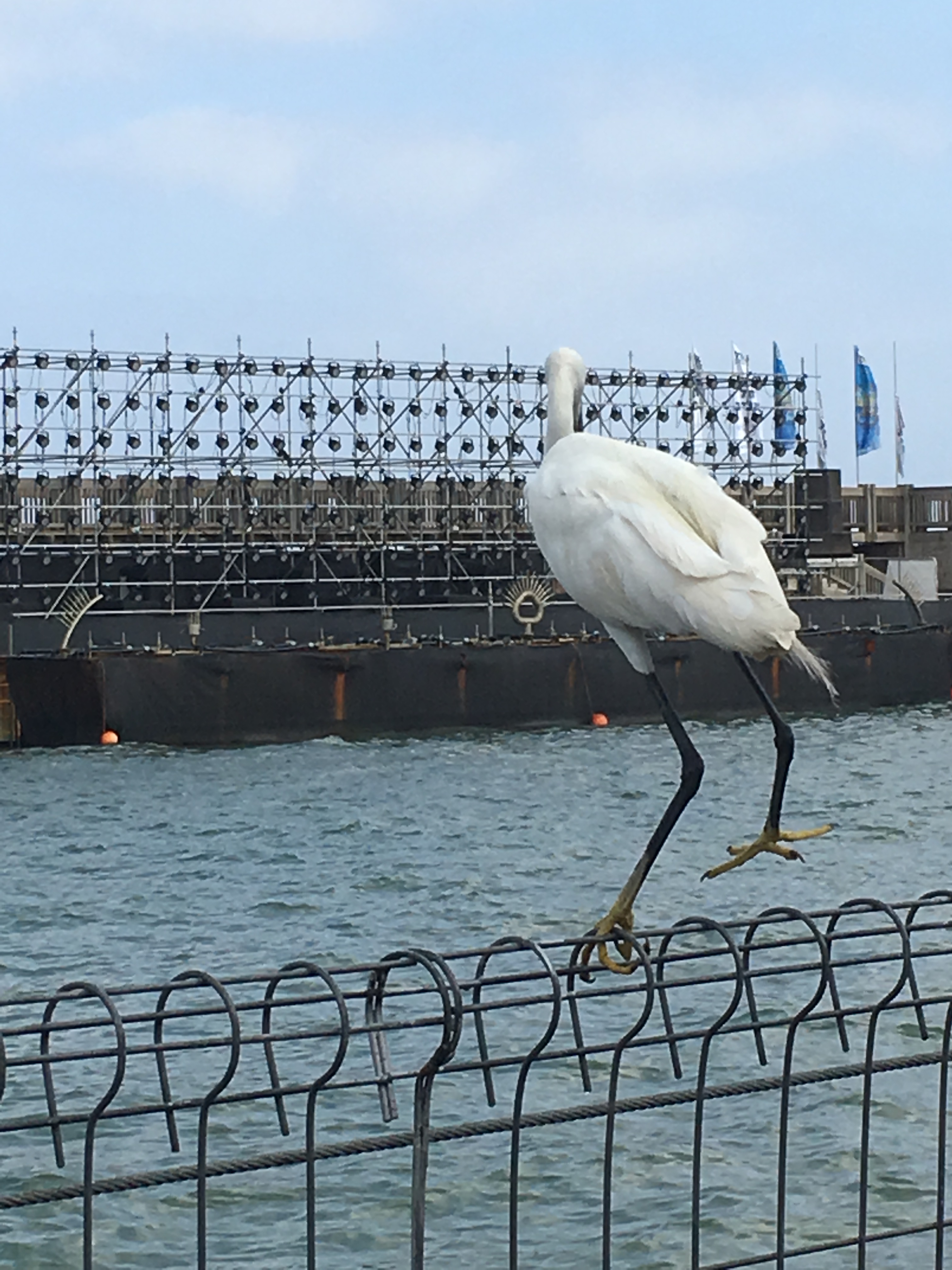 The Little Egret by Shuli Sapir-Nevo Photo and Motto - Illustrated by SHULI SAPIR-NEVO - Ourboox.com