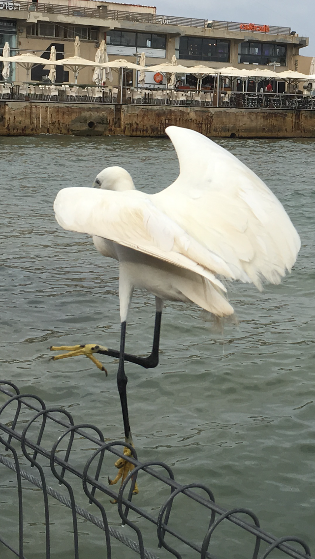 The Little Egret by Shuli Sapir-Nevo Photo and Motto - Illustrated by SHULI SAPIR-NEVO - Ourboox.com