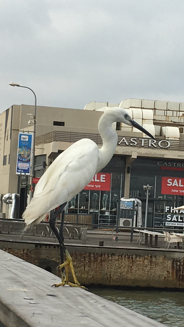 The Little Egret by Shuli Sapir-Nevo Photo and Motto - Illustrated by SHULI SAPIR-NEVO - Ourboox.com
