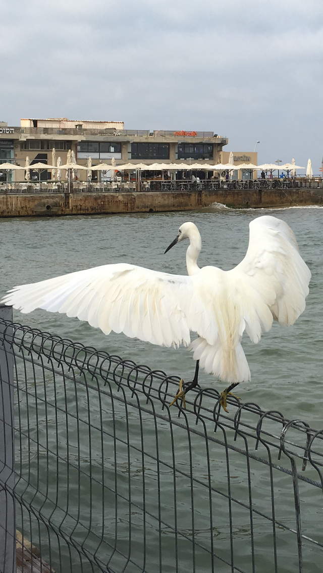 The Little Egret by Shuli Sapir-Nevo Photo and Motto - Illustrated by SHULI SAPIR-NEVO - Ourboox.com