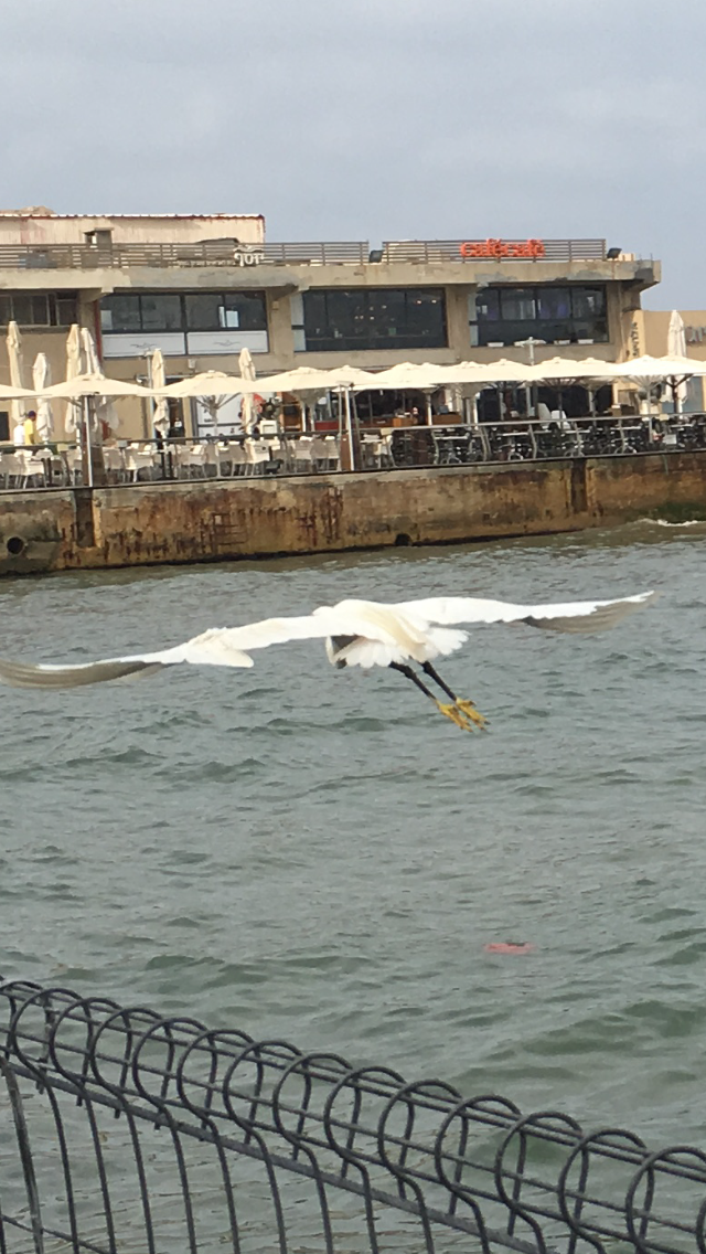 The Little Egret by Shuli Sapir-Nevo Photo and Motto - Illustrated by SHULI SAPIR-NEVO - Ourboox.com