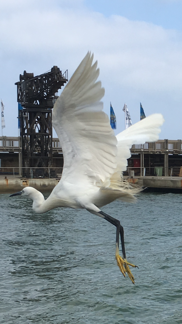 The Little Egret by Shuli Sapir-Nevo Photo and Motto - Illustrated by SHULI SAPIR-NEVO - Ourboox.com