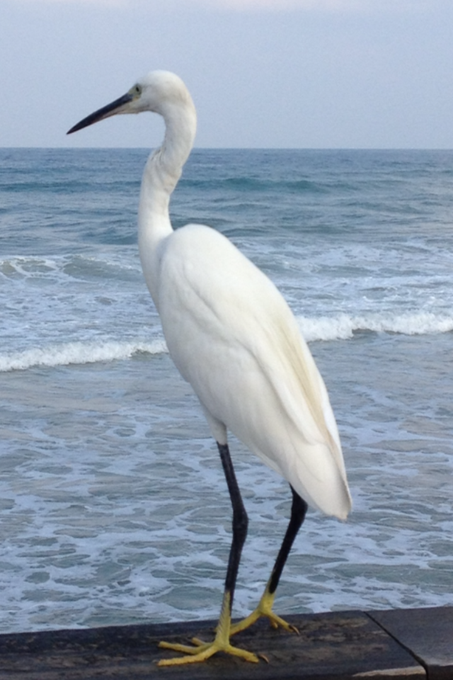 The Little Egret by Shuli Sapir-Nevo Photo and Motto - Illustrated by SHULI SAPIR-NEVO - Ourboox.com