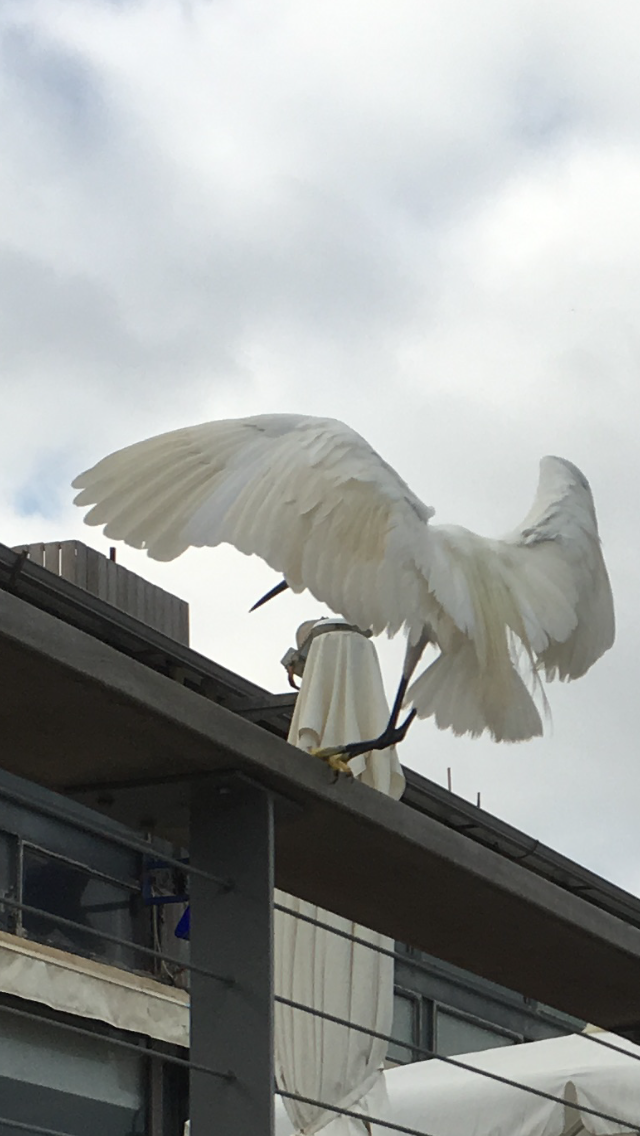 The Little Egret by Shuli Sapir-Nevo Photo and Motto - Illustrated by SHULI SAPIR-NEVO - Ourboox.com