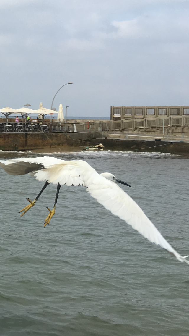 The Little Egret by Shuli Sapir-Nevo Photo and Motto - Illustrated by SHULI SAPIR-NEVO - Ourboox.com