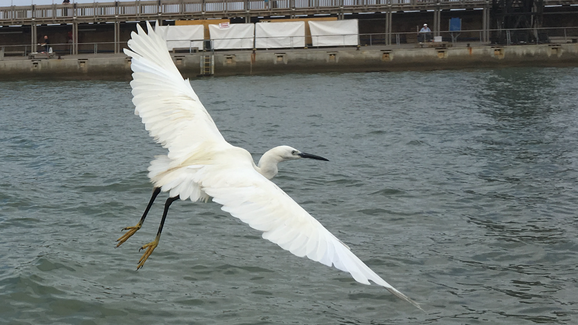 The Little Egret by Shuli Sapir-Nevo Photo and Motto - Illustrated by SHULI SAPIR-NEVO - Ourboox.com