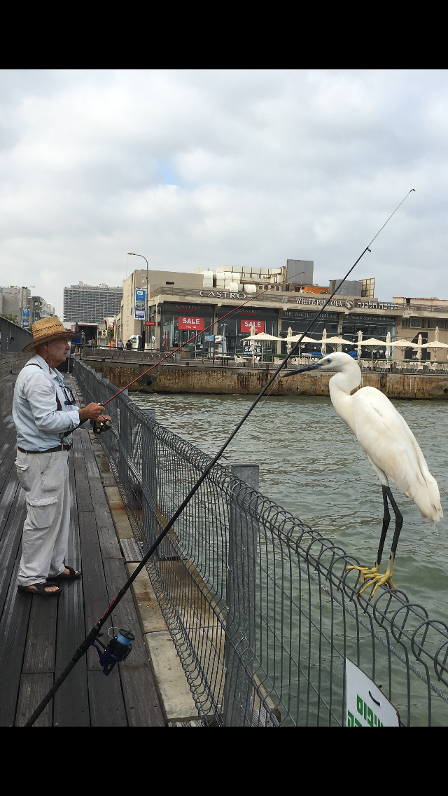 The Little Egret by Shuli Sapir-Nevo Photo and Motto - Illustrated by SHULI SAPIR-NEVO - Ourboox.com