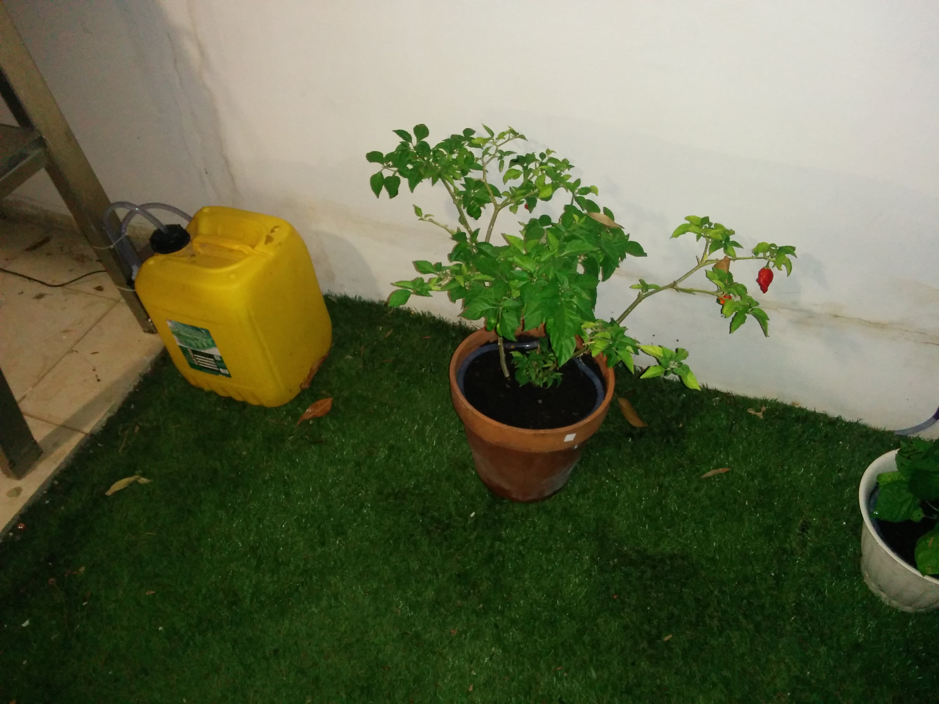 Jossef and the Chili Peppers by Mel Rosenberg - מל רוזנברג - Ourboox.com