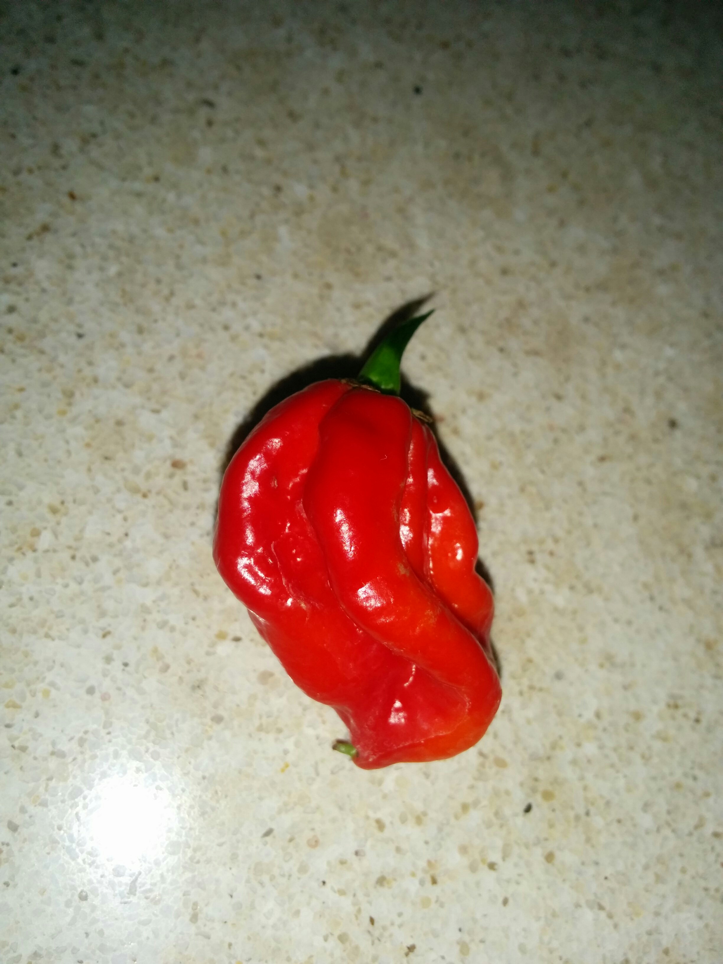 Jossef and the Chili Peppers by Mel Rosenberg - מל רוזנברג - Ourboox.com