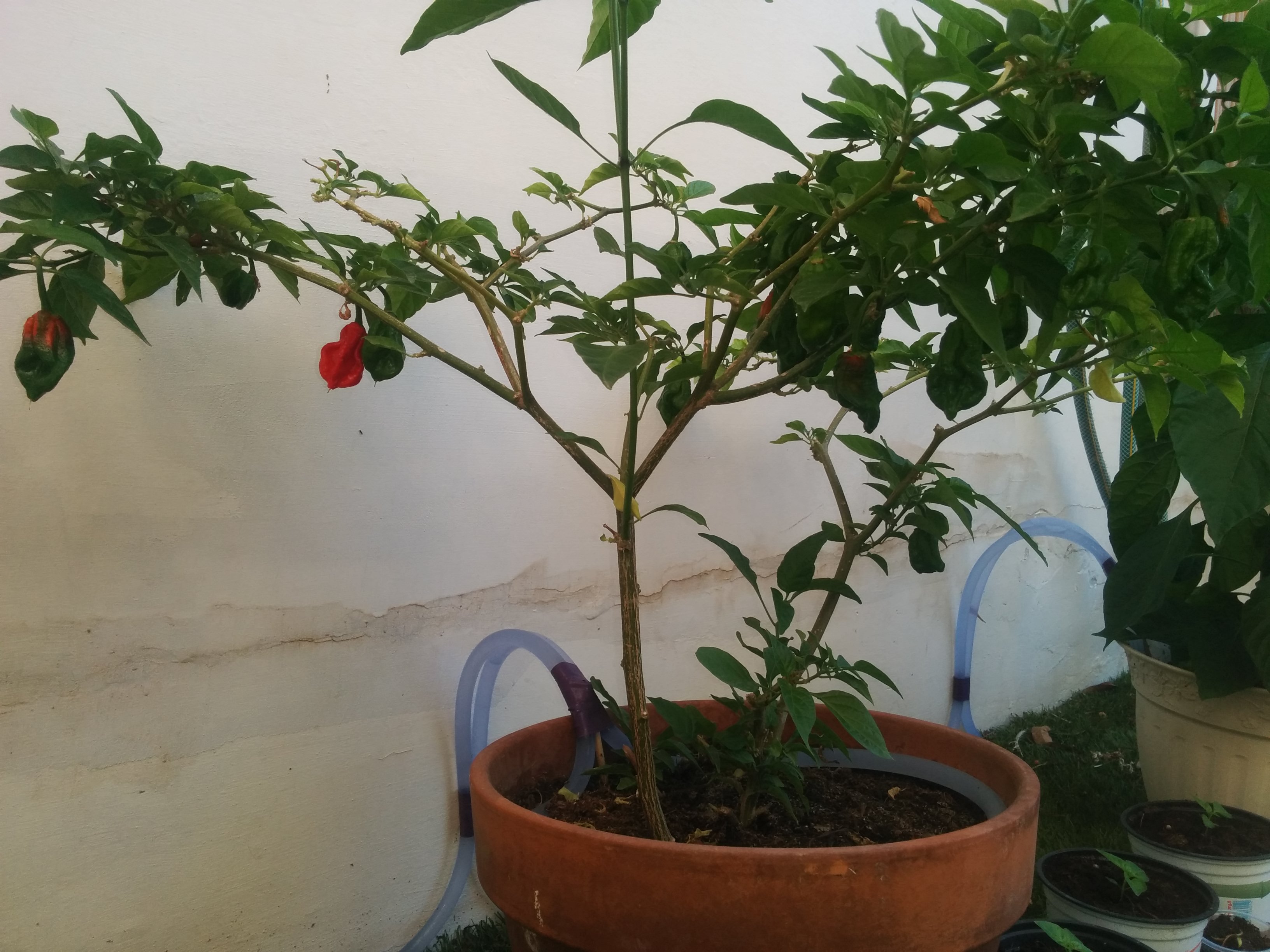 Jossef and the Chili Peppers by Mel Rosenberg - מל רוזנברג - Ourboox.com