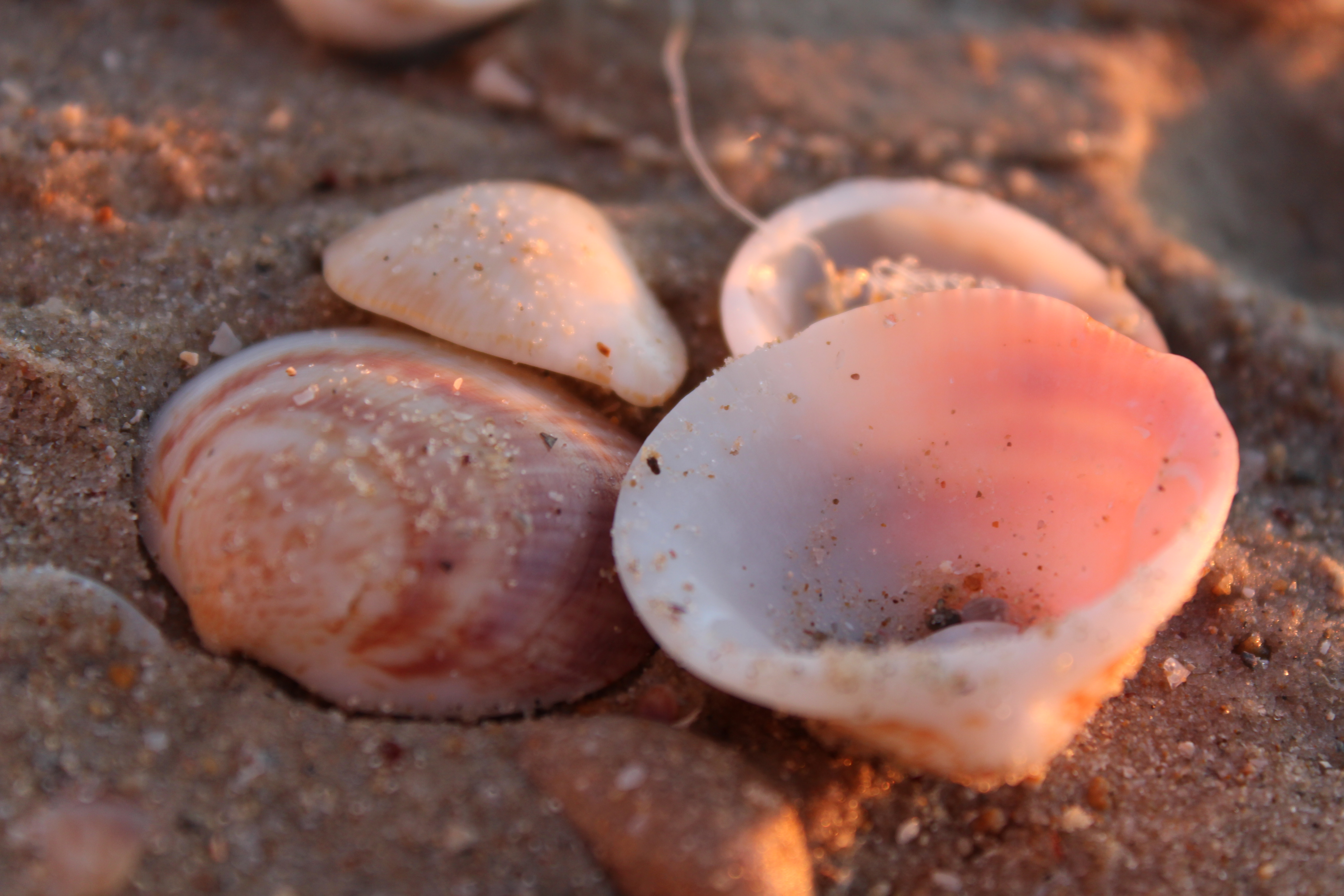 קליק מדליק by Adva Gluckshtad - Illustrated by אדווה גלוקשטד - Ourboox.com