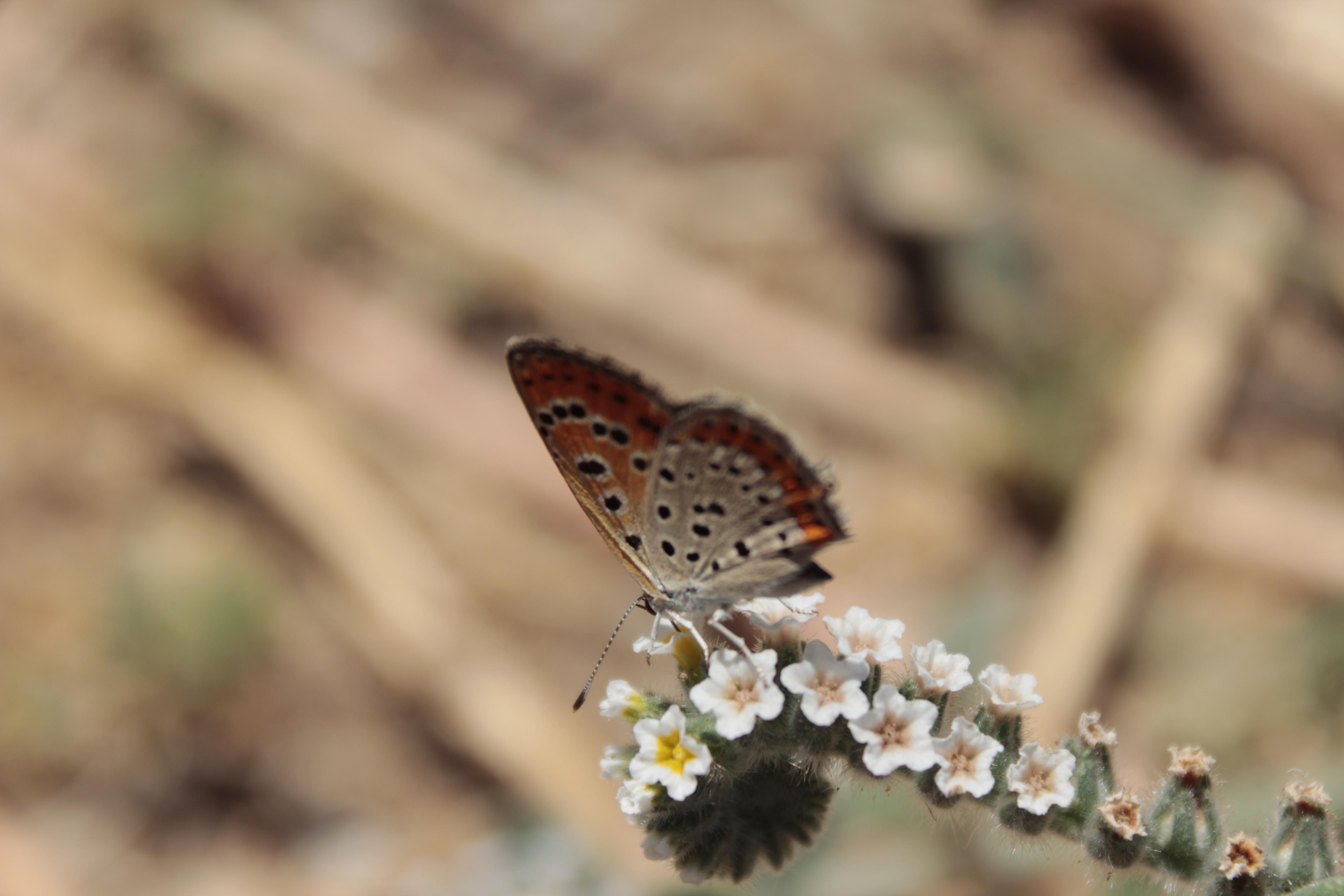 קליק מדליק by Adva Gluckshtad - Illustrated by אדווה גלוקשטד - Ourboox.com