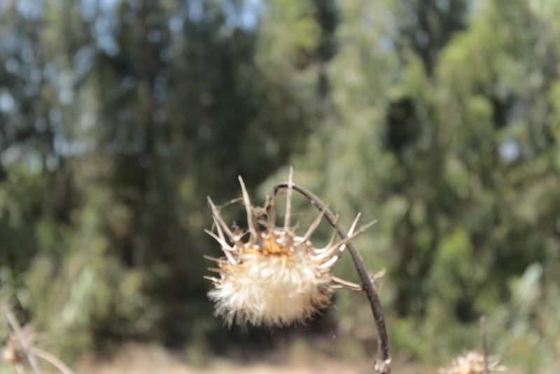 קליק מדליק by Adva Gluckshtad - Illustrated by אדווה גלוקשטד - Ourboox.com