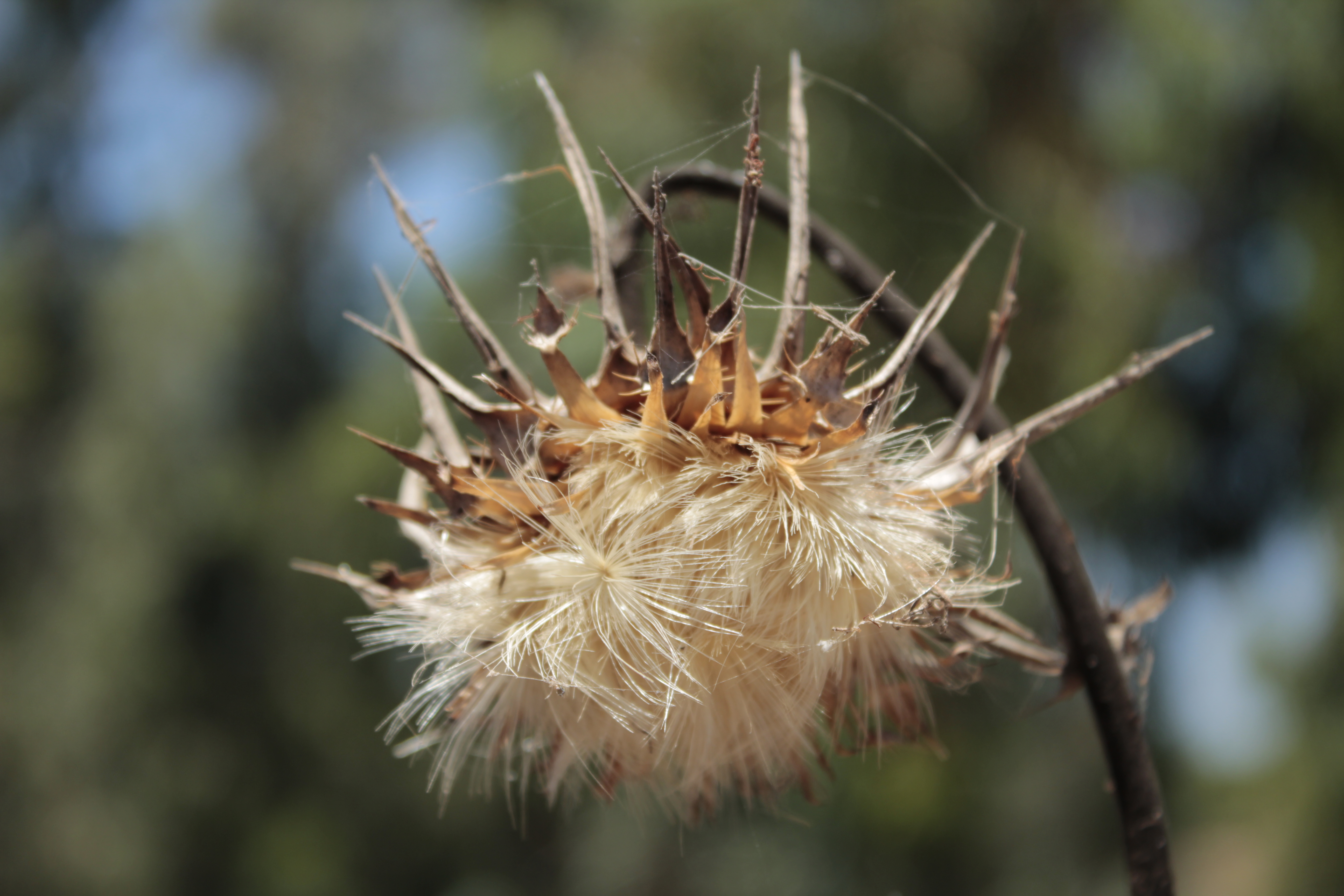 קליק מדליק by Adva Gluckshtad - Illustrated by אדווה גלוקשטד - Ourboox.com