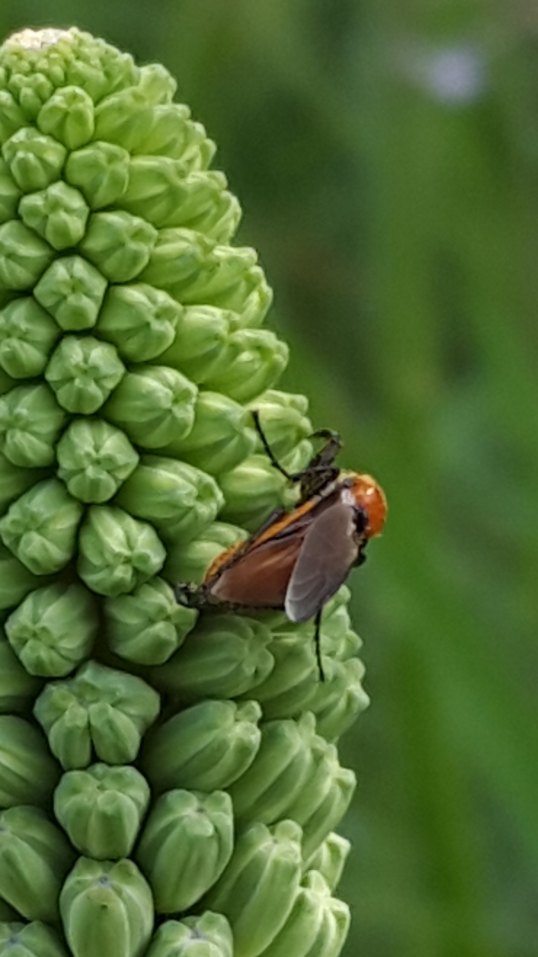 קליק מדליק by Adva Gluckshtad - Illustrated by אדווה גלוקשטד - Ourboox.com