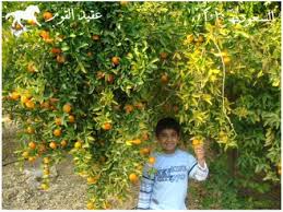 البرتقال والجيران by mervat salhab - Ourboox.com