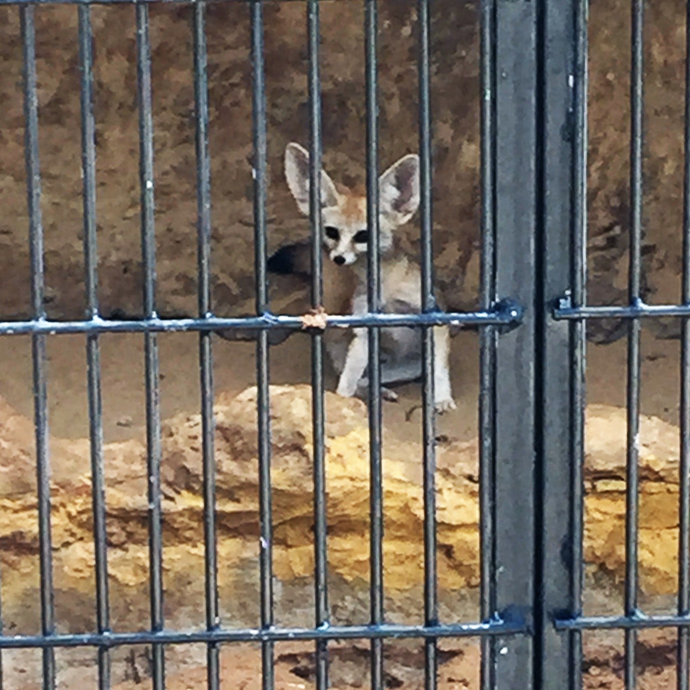 Arielle and Grandpa Mel Go to the Secret Zoo by Mel Rosenberg - מל רוזנברג - Ourboox.com