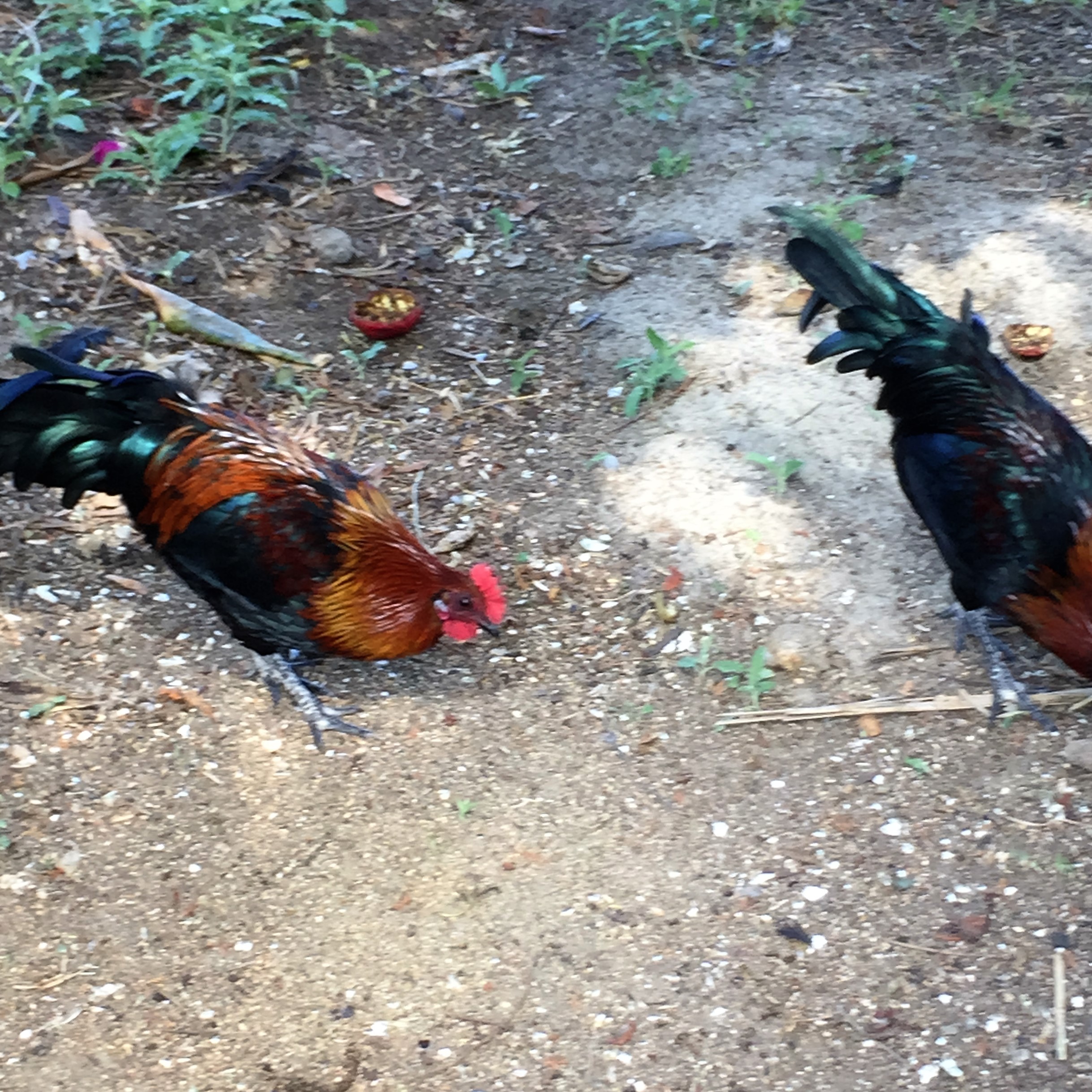 Arielle and Grandpa Mel Go to the Secret Zoo by Mel Rosenberg - מל רוזנברג - Ourboox.com