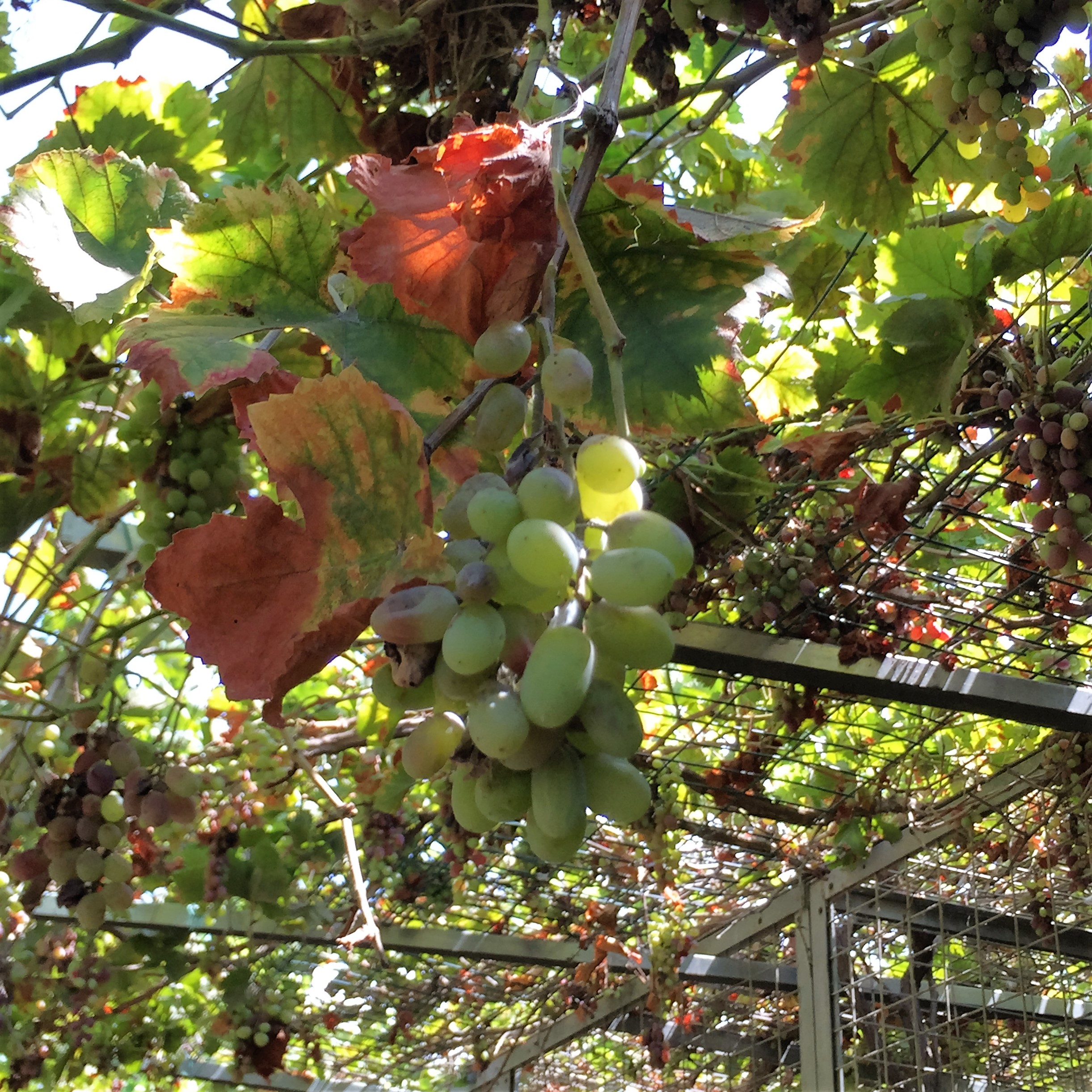 Arielle and Grandpa Mel Go to the Secret Zoo by Mel Rosenberg - מל רוזנברג - Ourboox.com