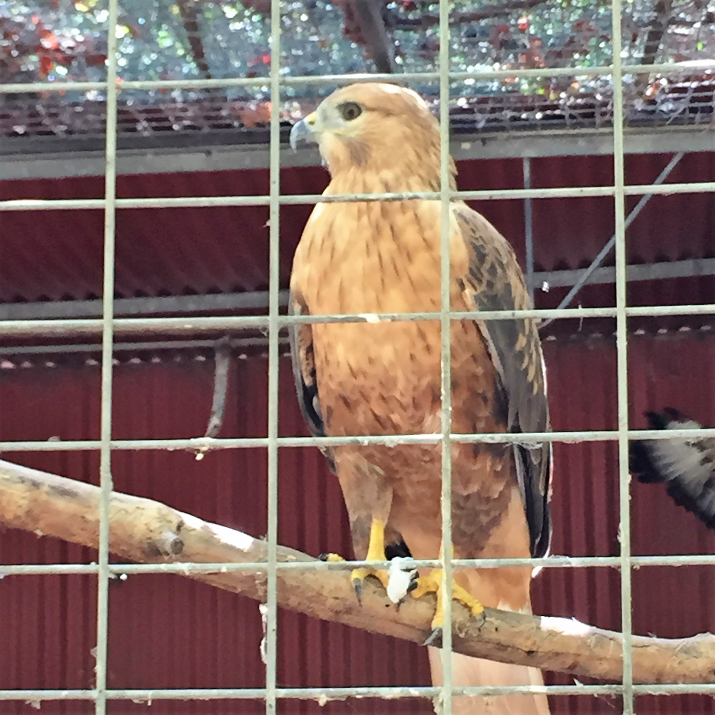 Arielle and Grandpa Mel Go to the Secret Zoo by Mel Rosenberg - מל רוזנברג - Ourboox.com