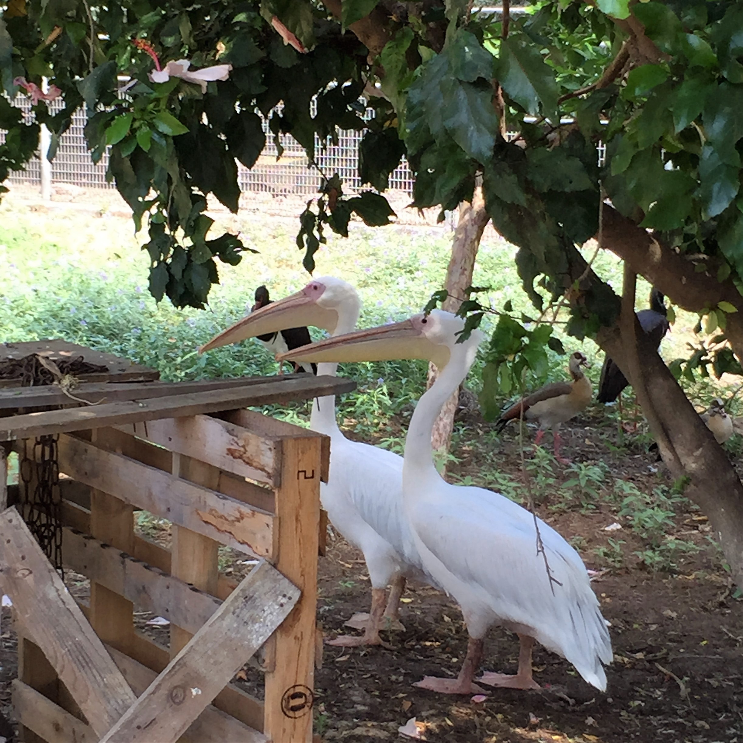 Arielle and Grandpa Mel Go to the Secret Zoo by Mel Rosenberg - מל רוזנברג - Ourboox.com