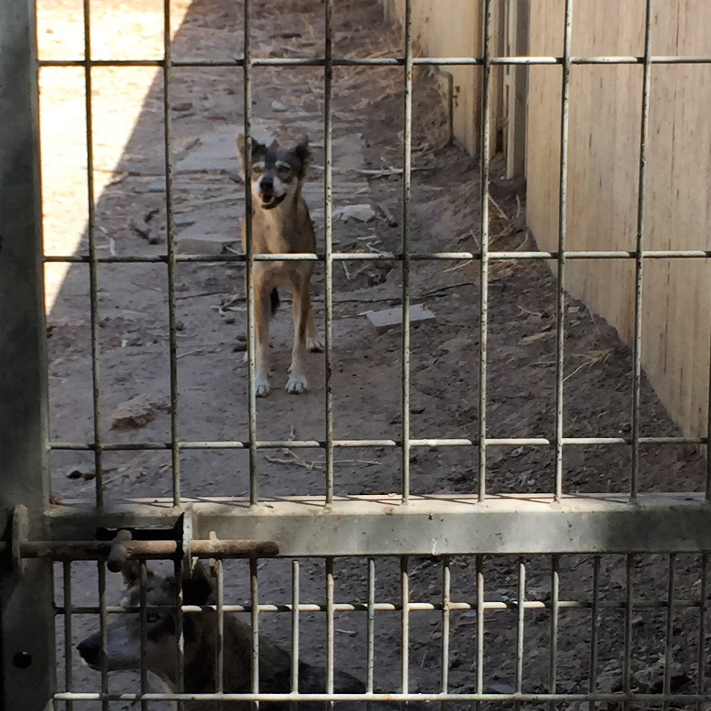 Arielle and Grandpa Mel Go to the Secret Zoo by Mel Rosenberg - מל רוזנברג - Ourboox.com