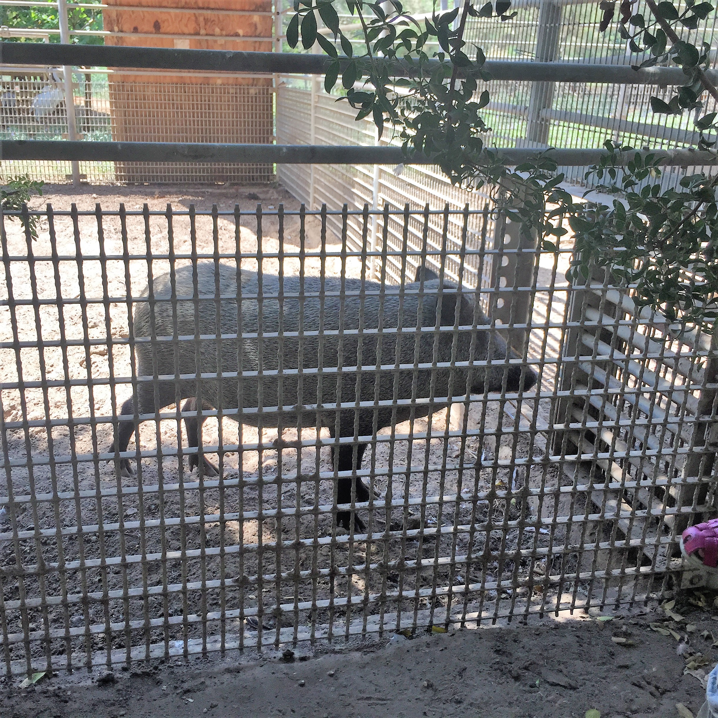 Arielle and Grandpa Mel Go to the Secret Zoo by Mel Rosenberg - מל רוזנברג - Ourboox.com