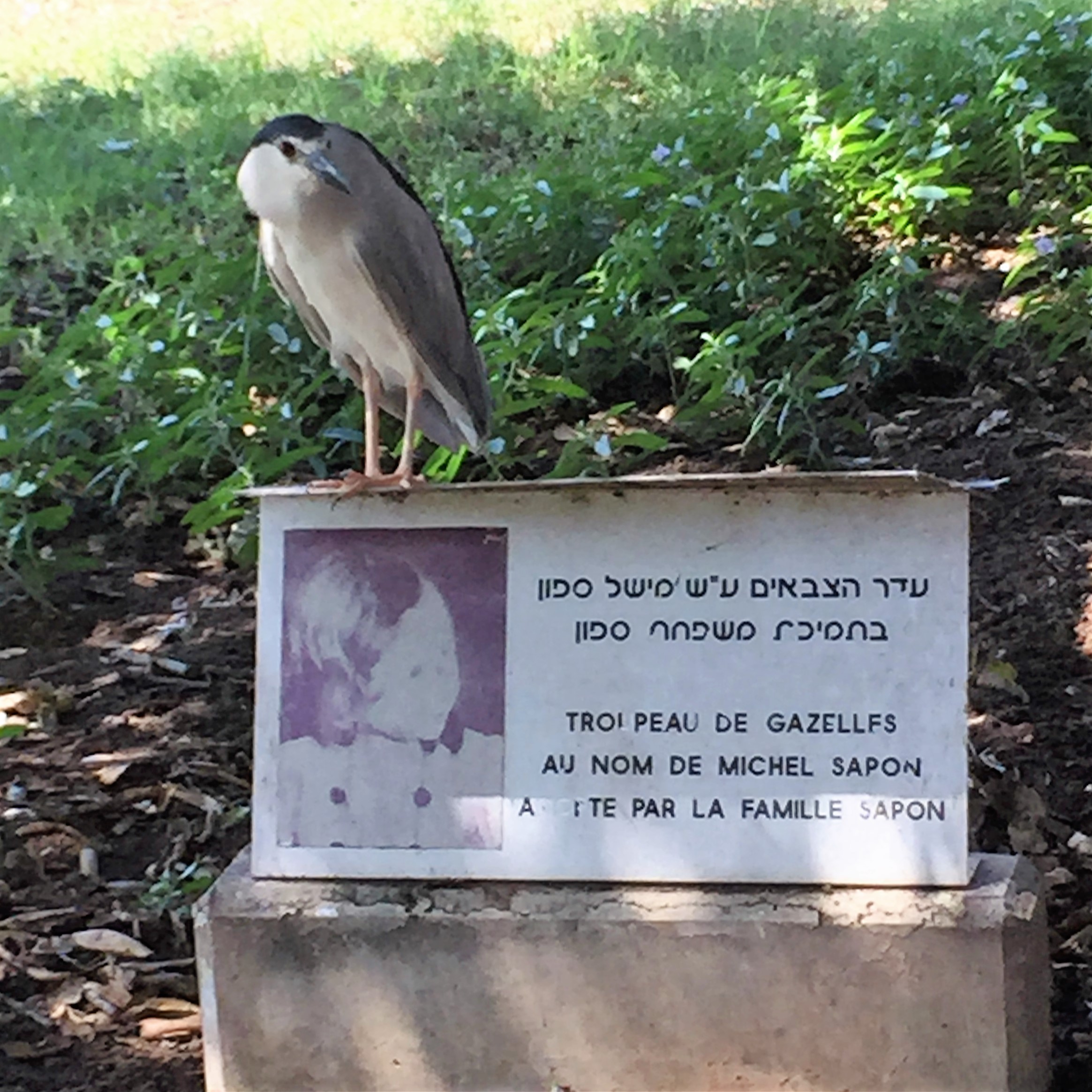 Arielle and Grandpa Mel Go to the Secret Zoo by Mel Rosenberg - מל רוזנברג - Ourboox.com