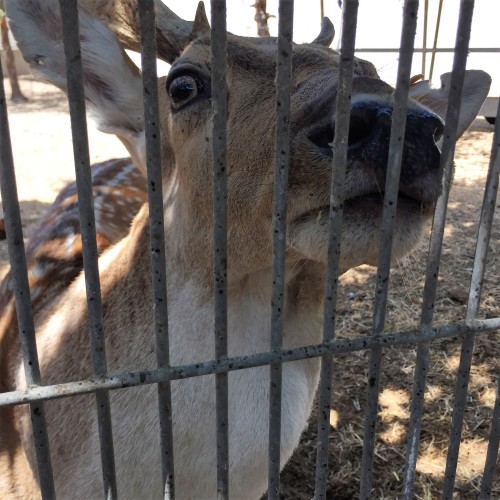 Arielle and Grandpa Mel Go to the Secret Zoo by Mel Rosenberg - מל רוזנברג - Ourboox.com