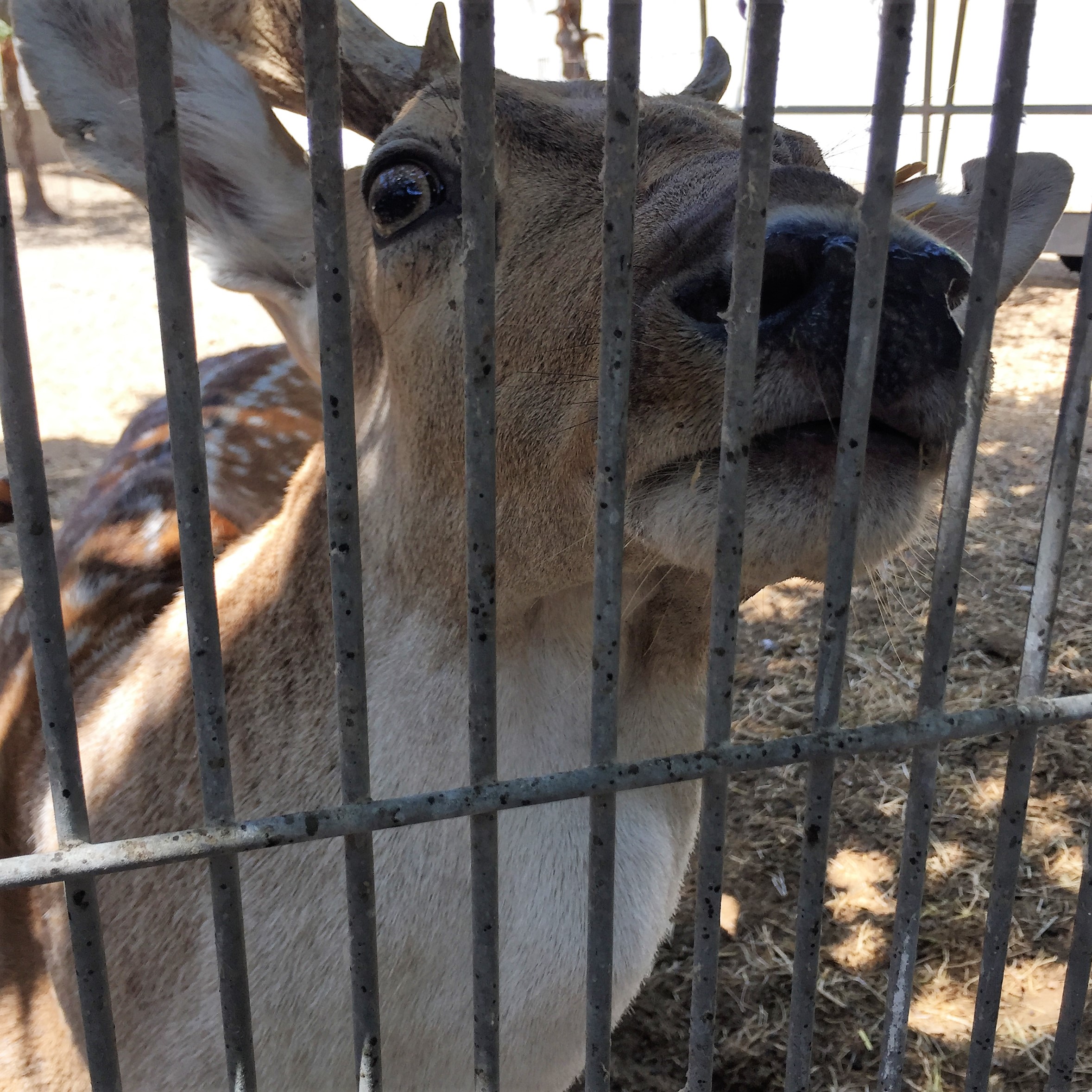 Arielle and Grandpa Mel Go to the Secret Zoo by Mel Rosenberg - מל רוזנברג - Ourboox.com