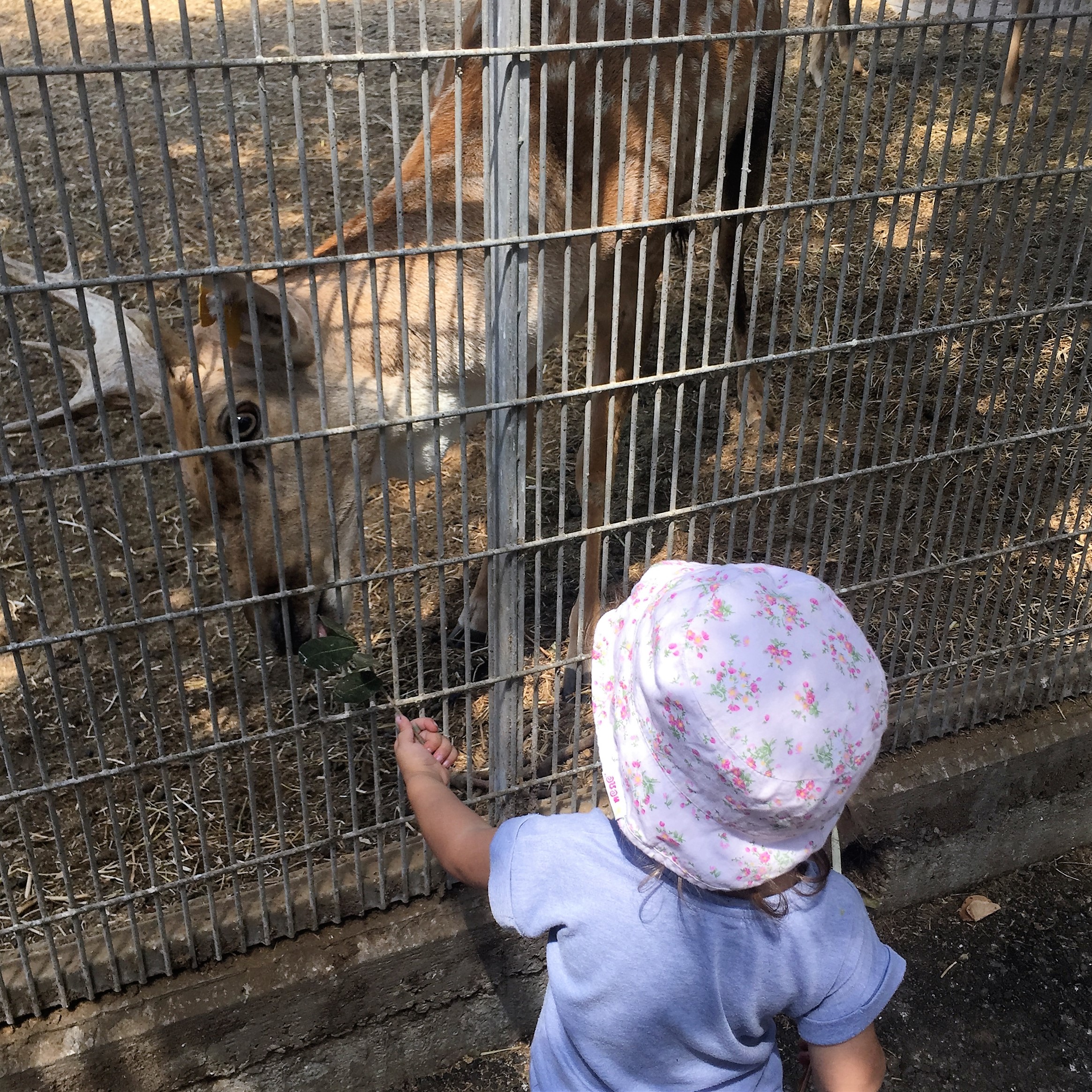 Arielle and Grandpa Mel Go to the Secret Zoo by Mel Rosenberg - מל רוזנברג - Ourboox.com