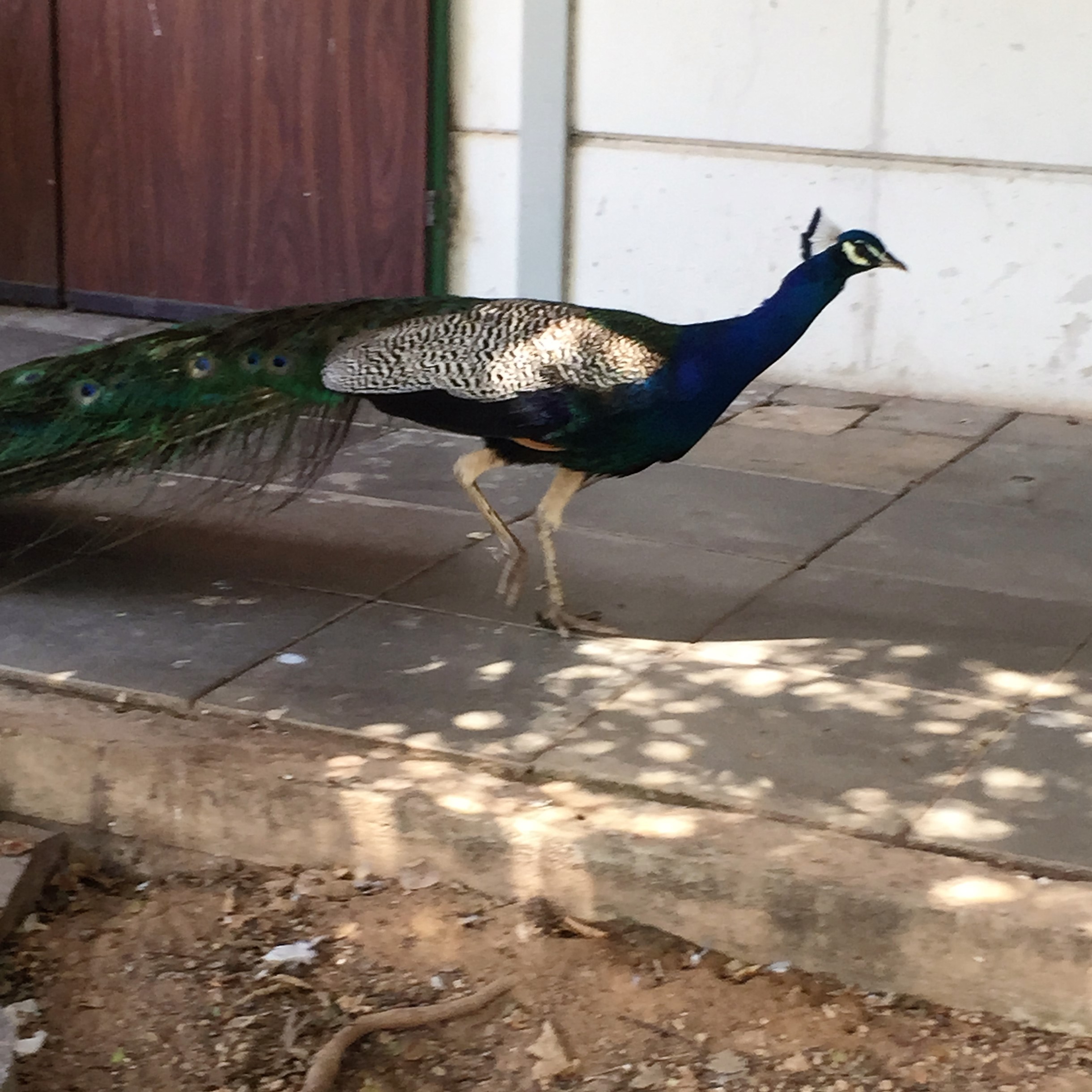 Arielle and Grandpa Mel Go to the Secret Zoo by Mel Rosenberg - מל רוזנברג - Ourboox.com