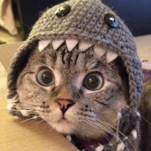 The Cat That Wanted To Play PingPong by Yotam Cohen - Ourboox.com