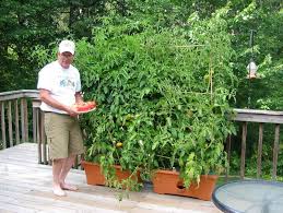 البرتقال والجيران by mervat salhab - Ourboox.com