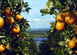 البرتقال والجيران by mervat salhab - Ourboox.com