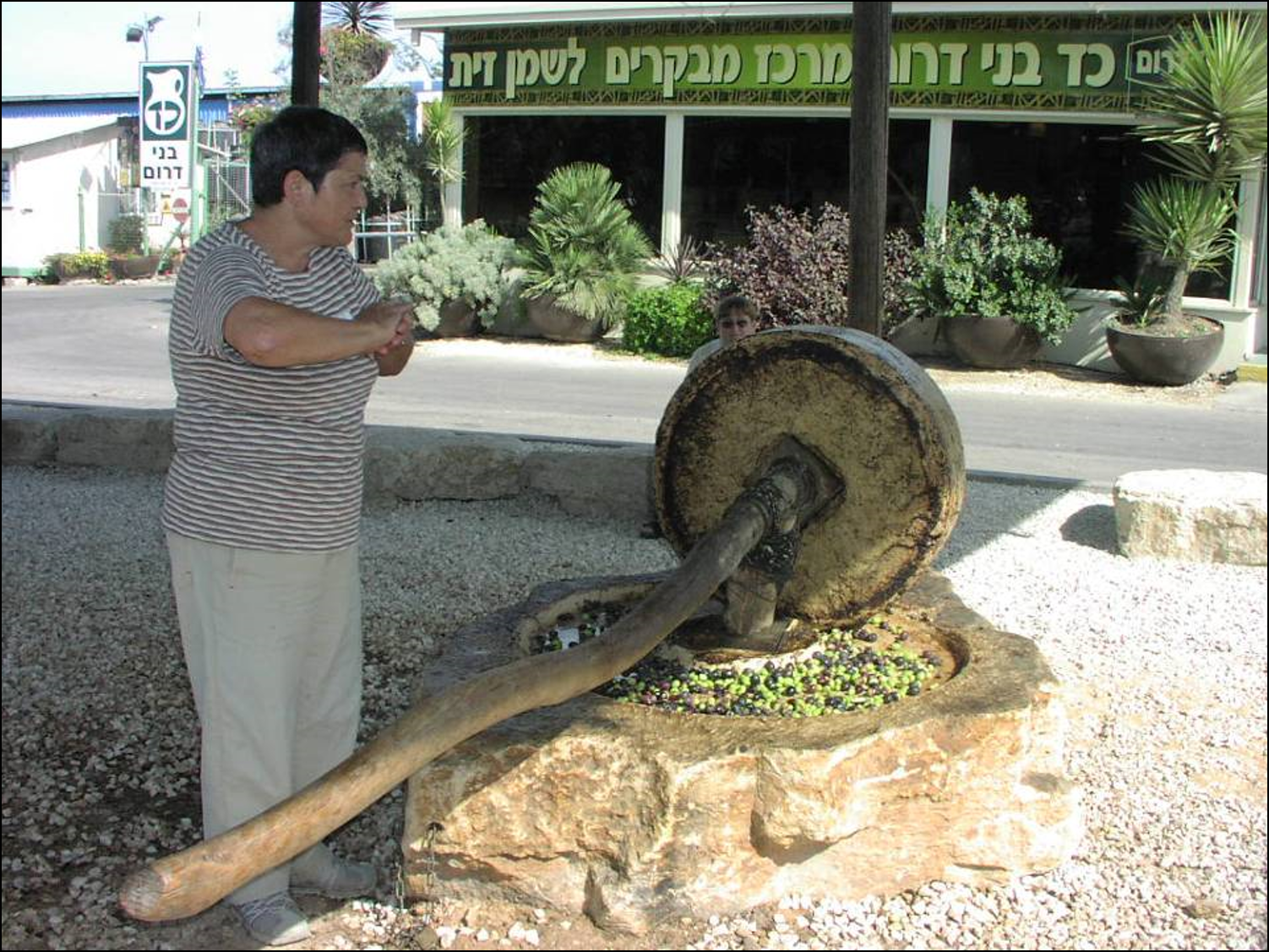 איך נפיק שמן מזיתים? by netanela giladi - Illustrated by בן אברהם גלית, גלעדי נתנאלה, וכטל דוני, חפץ רויטל - Ourboox.com