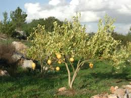 ארבעת המינים במדע by carmela cohanim - Ourboox.com