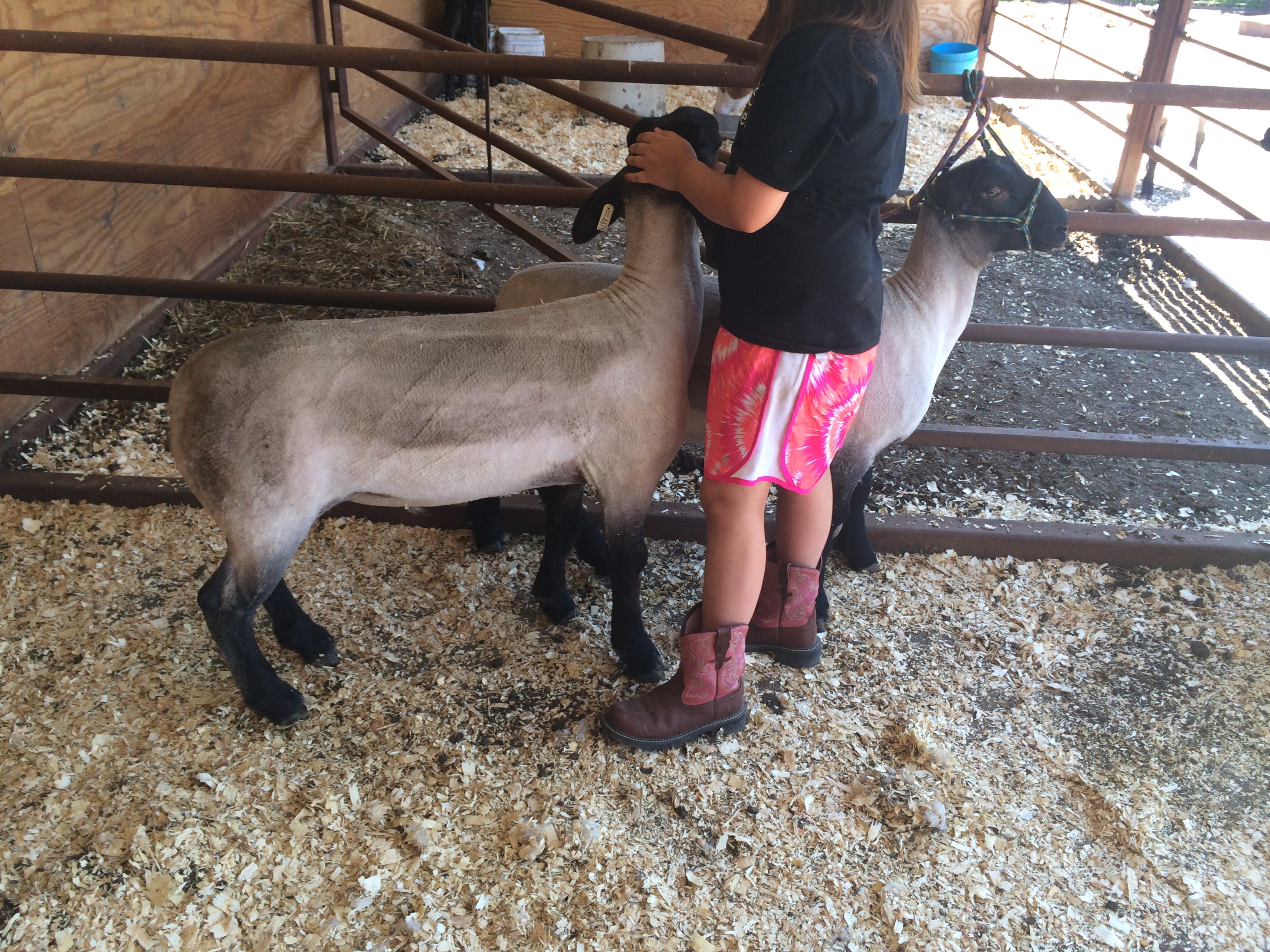 For the Love of 4-H by Amy Wilson - Illustrated by Amy Wilson - Ourboox.com