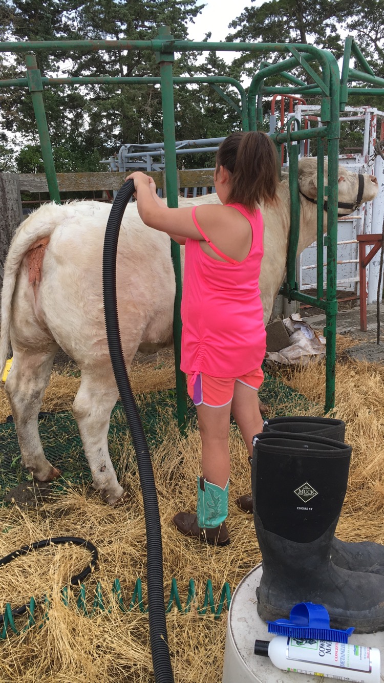 For the Love of 4-H by Amy Wilson - Illustrated by Amy Wilson - Ourboox.com